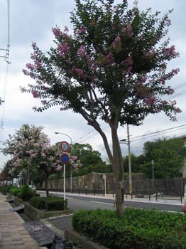 Japon2005 696