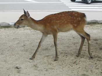 Japon2005 556