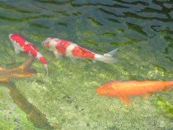 Japon2005 011